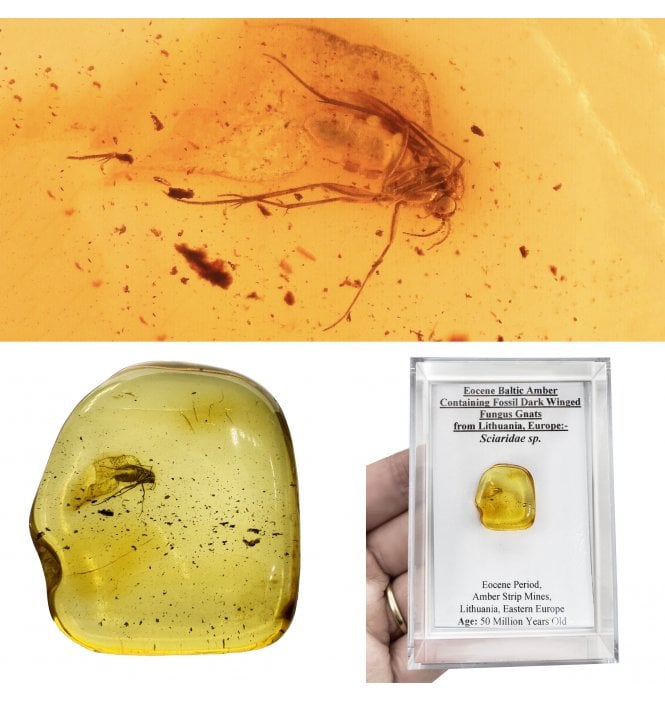 Eocene Baltic Amber Containing Fossil Dark Winged Fungus Gnats from Lithuania, Europe (SKU OF4494):- Sciaridae sp.