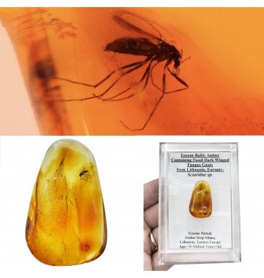 Eocene Baltic Amber Containing Fossil Dark Winged Fungus Gnats from Lithuania, Europe (SKU OF4497):- Sciaridae sp.