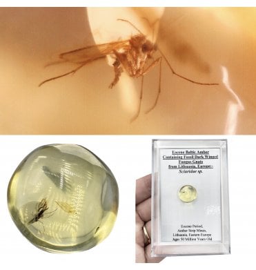 Eocene Baltic Amber Containing Fossil Dark Winged Fungus Gnats from Lithuania, Europe (SKU OF4499):- Sciaridae sp.