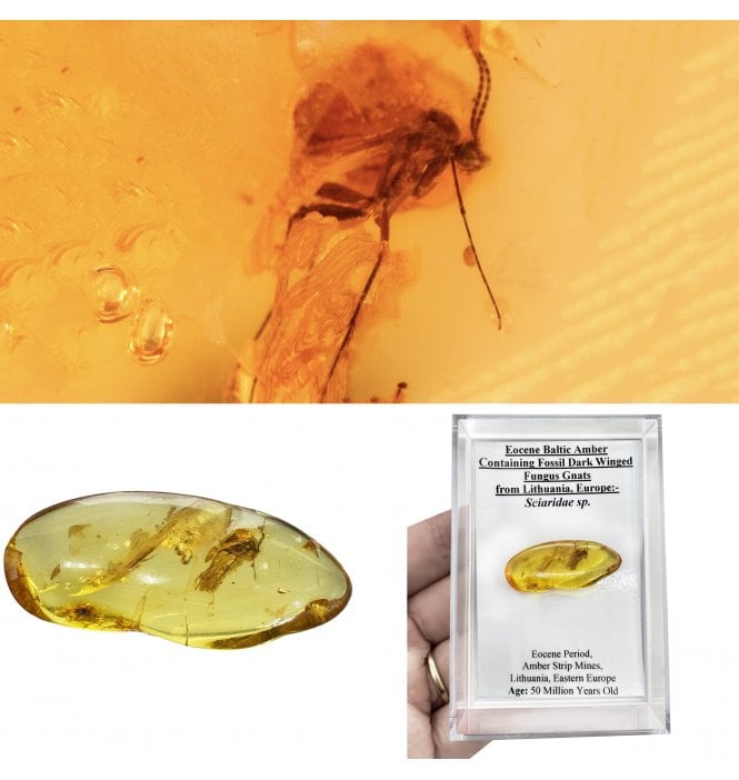 Eocene Baltic Amber Containing Fossil Dark Winged Fungus Gnats from Lithuania, Europe (SKU OF4500):- Sciaridae sp.