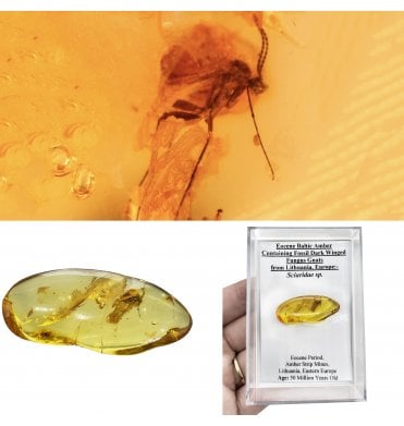 Eocene Baltic Amber Containing Fossil Dark Winged Fungus Gnats from Lithuania, Europe (SKU OF4500):- Sciaridae sp.