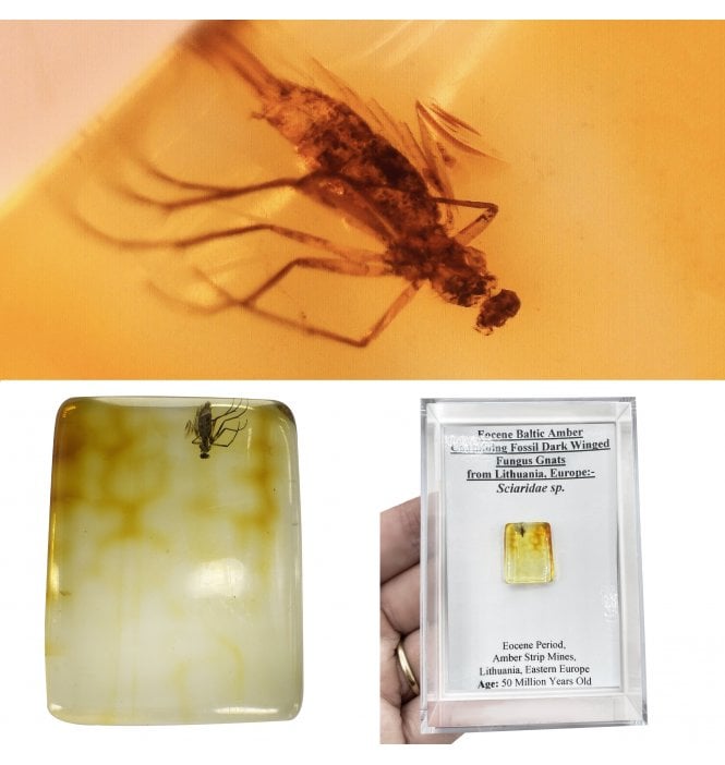 Eocene Baltic Amber Containing Fossil Dark Winged Fungus Gnats from Lithuania, Europe (SKU OF4501):- Sciaridae sp.