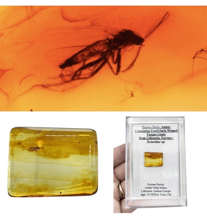 Eocene Baltic Amber Containing Fossil Dark Winged Fungus Gnats from Lithuania, Europe (SKU OF4502):- Sciaridae sp.