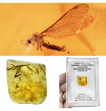 Eocene Baltic Amber Containing Fossil Dark Winged Fungus Gnats from Lithuania, Europe (SKU OF4505):- Sciaridae sp.