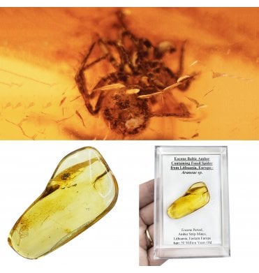 Eocene Baltic Amber Containing Fossil Spider (Araneae) from Lithuania, Europe (SKU OF3742):- Araneae sp.