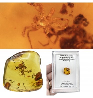 Eocene Baltic Amber Containing Fossil Spider (Araneae) from Lithuania, Europe (SKU OF3961):- Araneae sp.