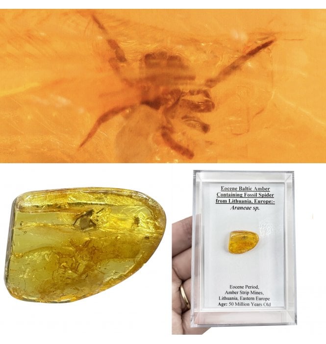Eocene Baltic Amber Containing Fossil Spider (Araneae) from Lithuania, Europe (SKU OF3974):- Araneae sp.
