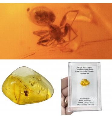 Eocene Baltic Amber Containing Fossil Spider from Lithuania, Europe (SKU OF4489):- Araneae sp.