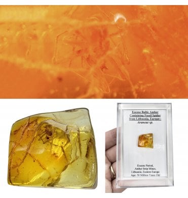 Eocene Baltic Amber Containing Fossil Spider from Lithuania, Europe (SKU OF4503):- Araneae sp.