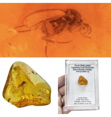 Eocene Baltic Amber Containing Fossil Wood Gnat from Lithuania, Europe (SKU OF4495):- Anisopodidae sp.