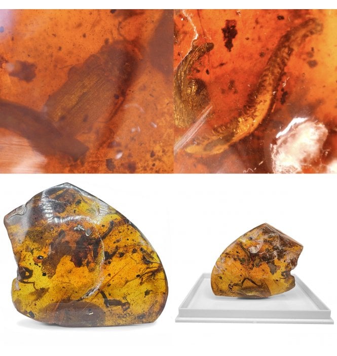 Eocene Baltic Amber Containing Large Millipede (Myriapod), Fossil Dark Winged Fungus Gnat and Beetle (Coeloptera) from Lithuania, Europe (SKU OF3747)