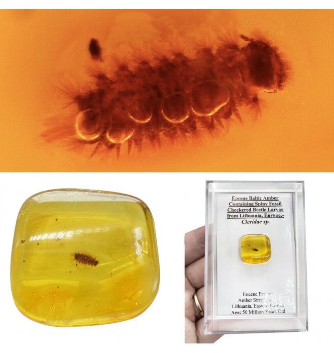 Eocene Baltic Amber Containing Spiny Fossil Checkered Beetle Larvae from Lithuania, Europe (SKU OF4490):- Cleridae sp.