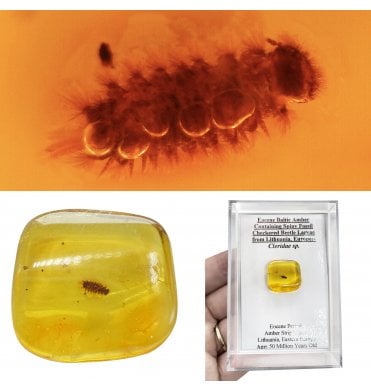 Eocene Baltic Amber Containing Spiny Fossil Checkered Beetle Larvae from Lithuania, Europe (SKU OF4490):- Cleridae sp.