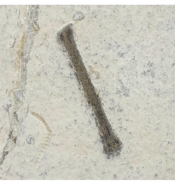 Eocene Fossil Bird Bones from Wyoming, USA (SKU V5073):- Aves sp. indet.