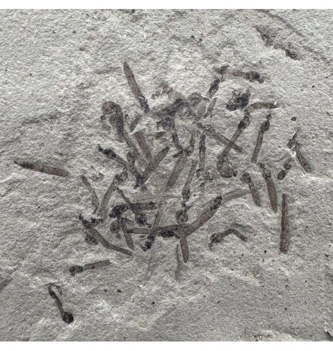 Eocene Fossil Crane Fly (Tipulidae) Larvae from the Green River Formation, Utah, USA (SKU V4301):- Tipulidae sp.