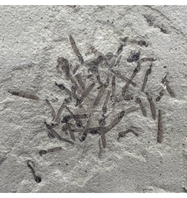 Eocene Fossil Crane Fly (Tipulidae) Larvae from the Green River Formation, Utah, USA (SKU V4301):- Tipulidae sp.