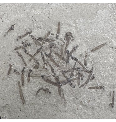 Eocene Fossil Crane Fly (Tipulidae) Larvae from the Green River Formation, Utah, USA (SKU V4302):- Tipulidae sp.