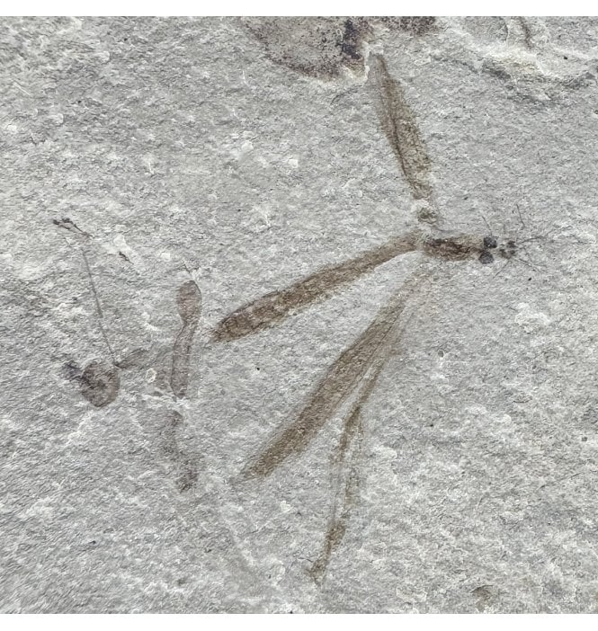 Eocene Fossil Crane Fly (Tipulidae) Larvae from the Green River Formation, Utah, USA (SKU V4448):- Tipulidae sp.