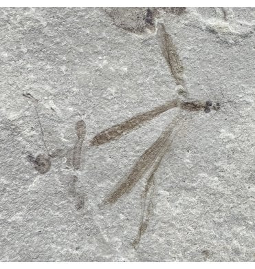 Eocene Fossil Crane Fly (Tipulidae) Larvae from the Green River Formation, Utah, USA (SKU V4448):- Tipulidae sp.