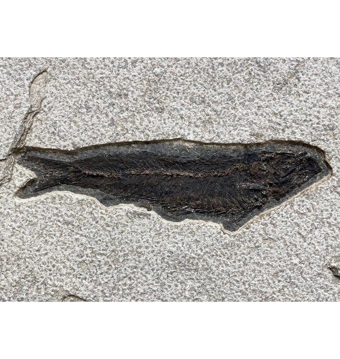 Eocene Fossil Fish from Wyoming, USA (SKU V4195):- Knightia alta