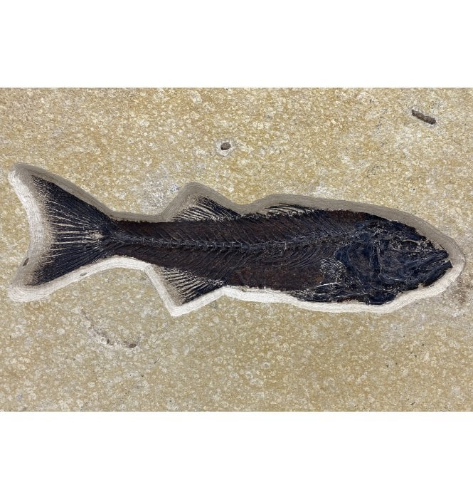 Eocene Fossil Fish from Wyoming, USA (SKU V5272):- Mioplosus labracoides