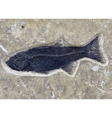 Eocene Fossil Fish from Wyoming, USA (SKU V5275):- Mioplosus labracoides