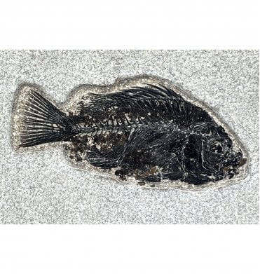 Eocene Fossil Fish from Wyoming, USA (SKU V5992):- Cockerellites (Priscacara) liops