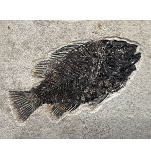 Eocene Fossil Fish from Wyoming, USA (SKU V6096):- Cockerellites (Priscacara) liops