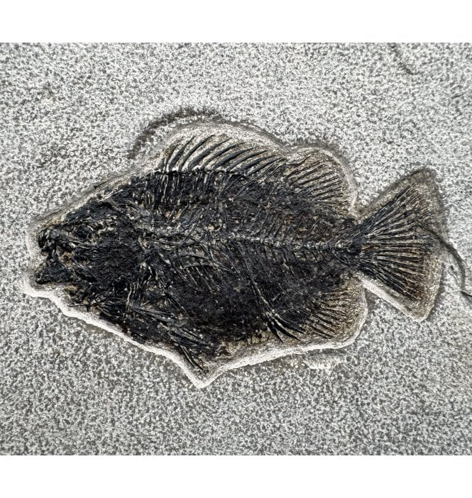 Eocene Fossil Fish from Wyoming, USA (SKU V6436):- Cockerellites (Priscacara) liops