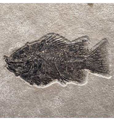 Eocene Fossil Fish from Wyoming, USA (SKU V7331):- Cockerellites (Priscacara) liops