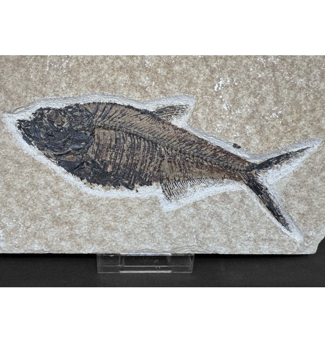 Eocene Fossil Fish from Wyoming, USA (SKU V9055):- Diplomystus denatus