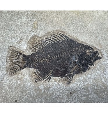 Eocene Fossil Fish from Wyoming, USA (SKU V9056):- Cockerellites (Priscacara) liops