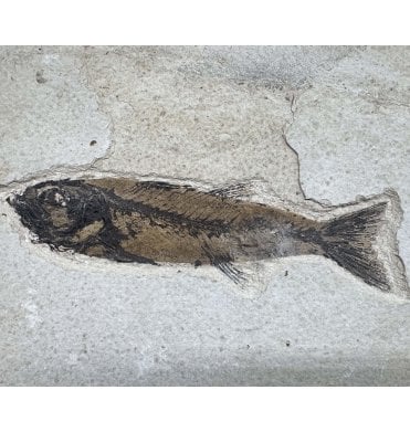 Eocene Fossil Fish from Wyoming, USA (SKU V9058):- Mioplosus labracoides