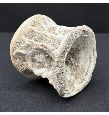 Eocene Fossil Fish Vertebra from Morocco (SKU V8139)