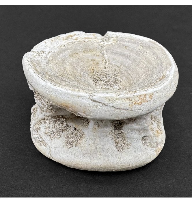 Eocene Fossil Fish Vertebra from Morocco (SKU V8188)