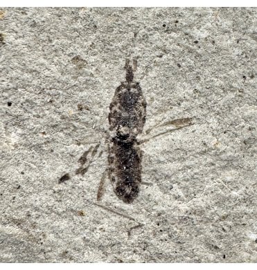 Eocene Fossil Insect from Colorado, USA (SKU OF3914)