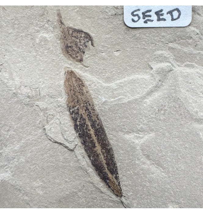 Eocene Fossil Leaf and Valved Seed from the Green River Formation, Utah, USA (SKU OF4449):- Mimosite coloradensis
