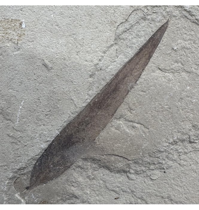 Eocene Fossil Leaf from the Green River Formation, Utah, USA (SKU OF3903):- Leguminosites lesquereuxiana