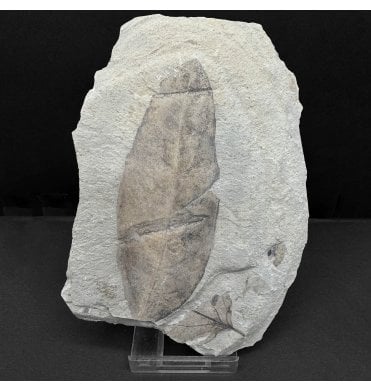 Eocene Fossil Leaf from the Green River Formation, Utah, USA (SKU OF3928):- Allophylus flexfolia