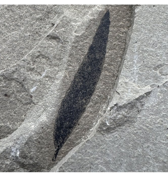 Eocene Fossil Leaf from the Green River Formation, Utah, USA (SKU OF4303):- Cedrelospermum nervosum