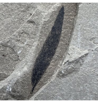 Eocene Fossil Leaf from the Green River Formation, Utah, USA (SKU OF4303):- Cedrelospermum nervosum