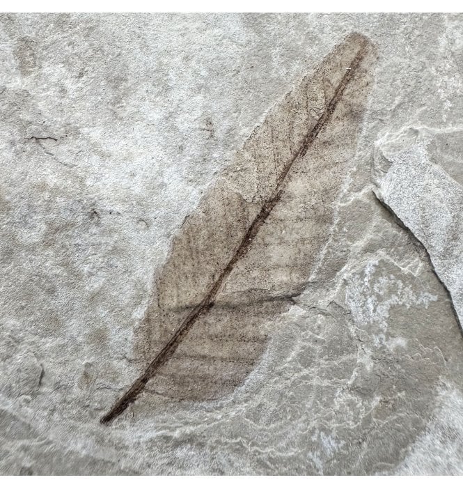 Eocene Fossil Leaf from the Green River Formation, Utah, USA (SKU OF4413):- Carya (Hickory)