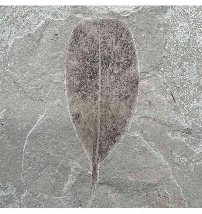 Eocene Fossil Leaf from the Green River Formation, Utah, USA (SKU OF4415):- Leguminosites lesquereuxiana