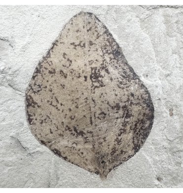 Eocene Fossil Leaf from the Green River Formation, Utah, USA (SKU OF4435):- Swartzia wardelli