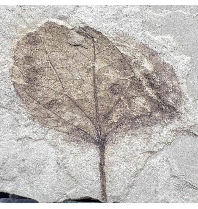 Eocene Fossil Leaf from the Green River Formation, Utah, USA (SKU OF4436):- Populus wilmattae