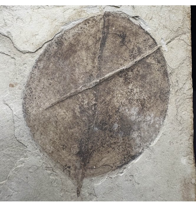 Eocene Fossil Leaf (Snowberry) from the Green River Formation, Utah, USA (SKU OF3856):- Symphoricarpes sp.