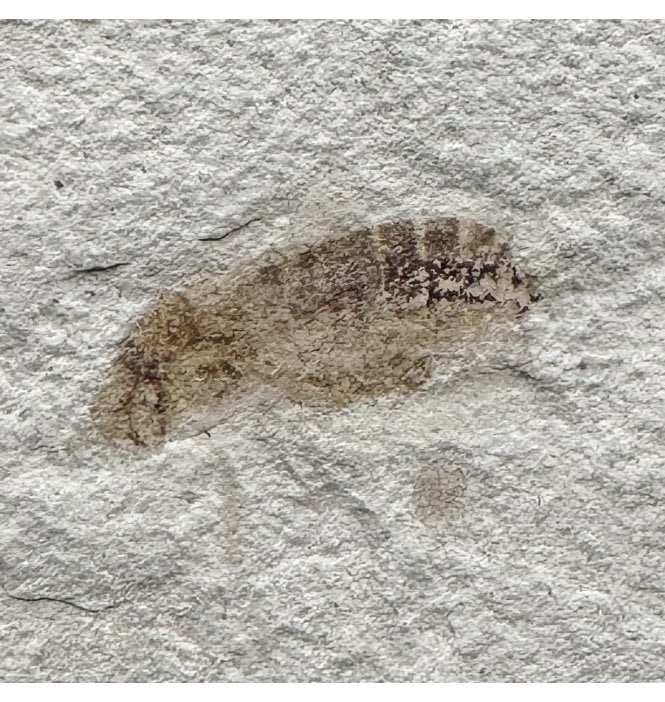 Eocene Fossil Snout Beetle (Curcullionidae) from the Green River Formation, Utah, USA (SKU V4447):- Curcullionidae sp.