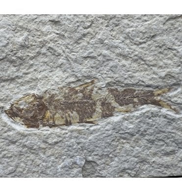 Eocene Mini Fossil Fish from Wyoming, USA (SKU V8856):- Knightia eocaena