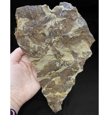 Eocene Period Fossil Fish Cluster from Wyoming, USA (SKU V4177):- Gosiutichthys parvus