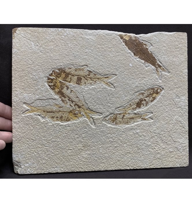 Eocene Period Fossil Fish Cluster from Wyoming, USA (SKU V4194):- Knightia eocaena